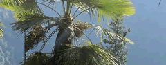 palmboom kopen